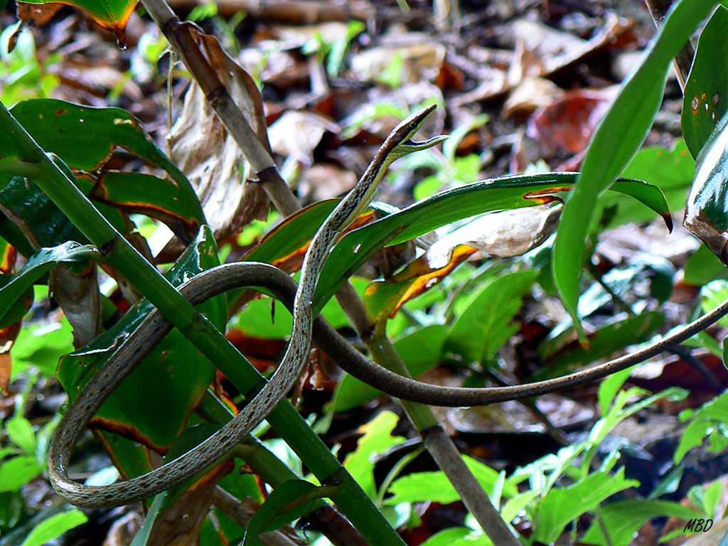 No es venenosa, y se defiende mostrando agresividad