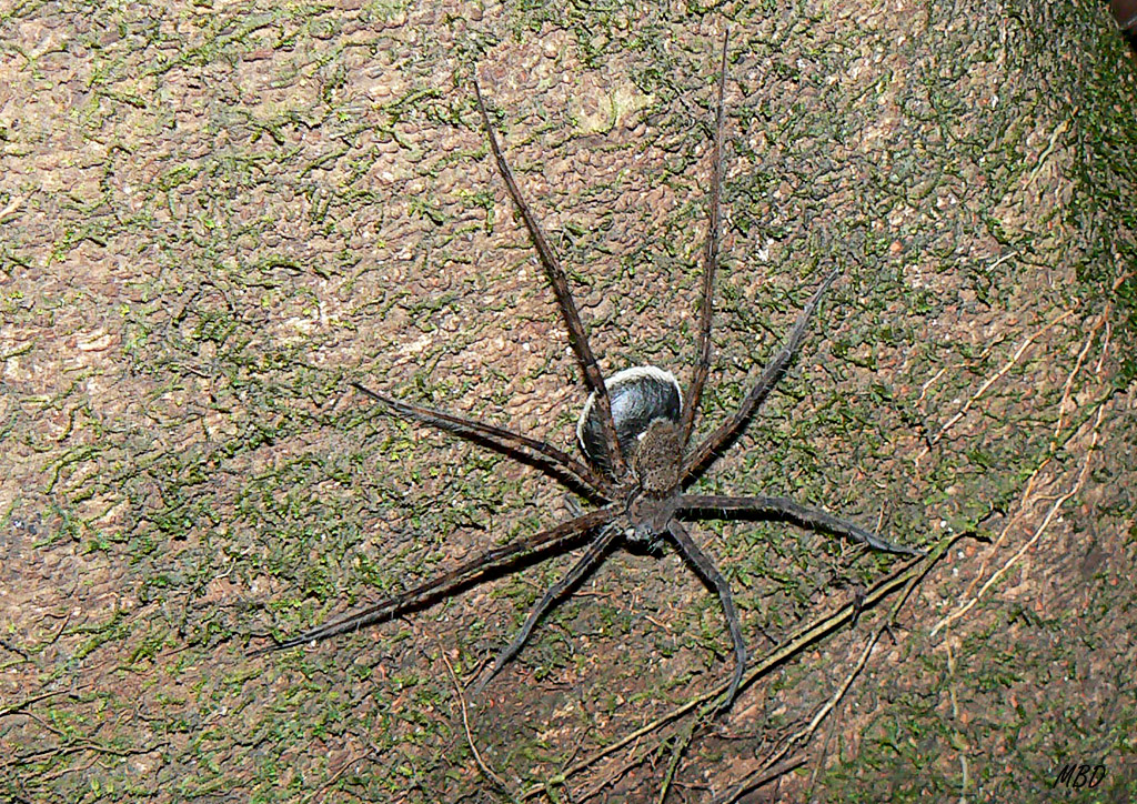 Desde la canoa vimos esta araña de gran tamaño