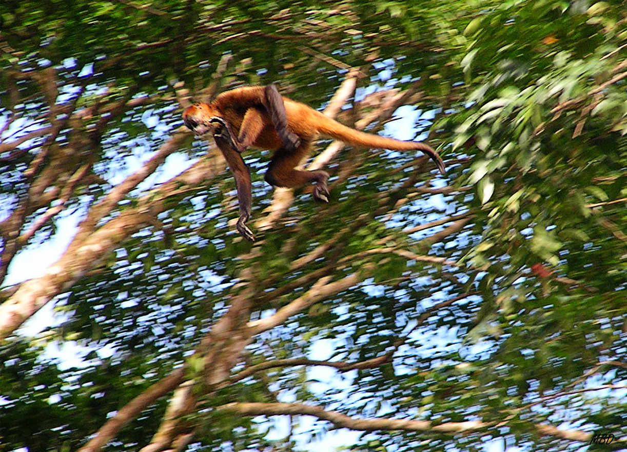 Aún movida y poco nítida, me pareció muy interesante la toma.