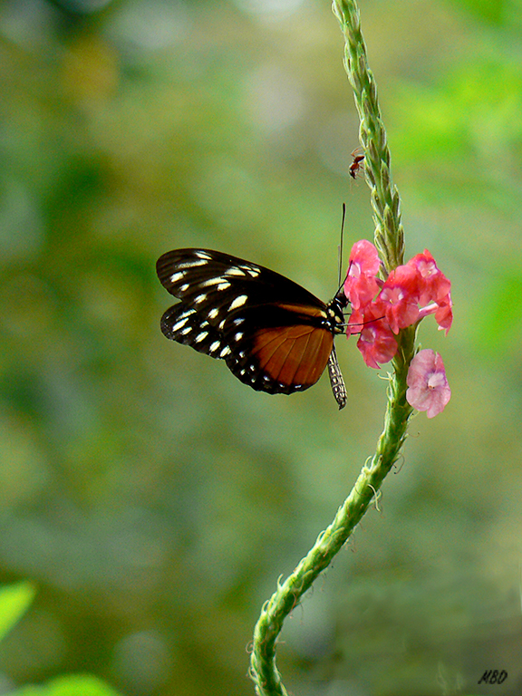 Las había por todas partes.