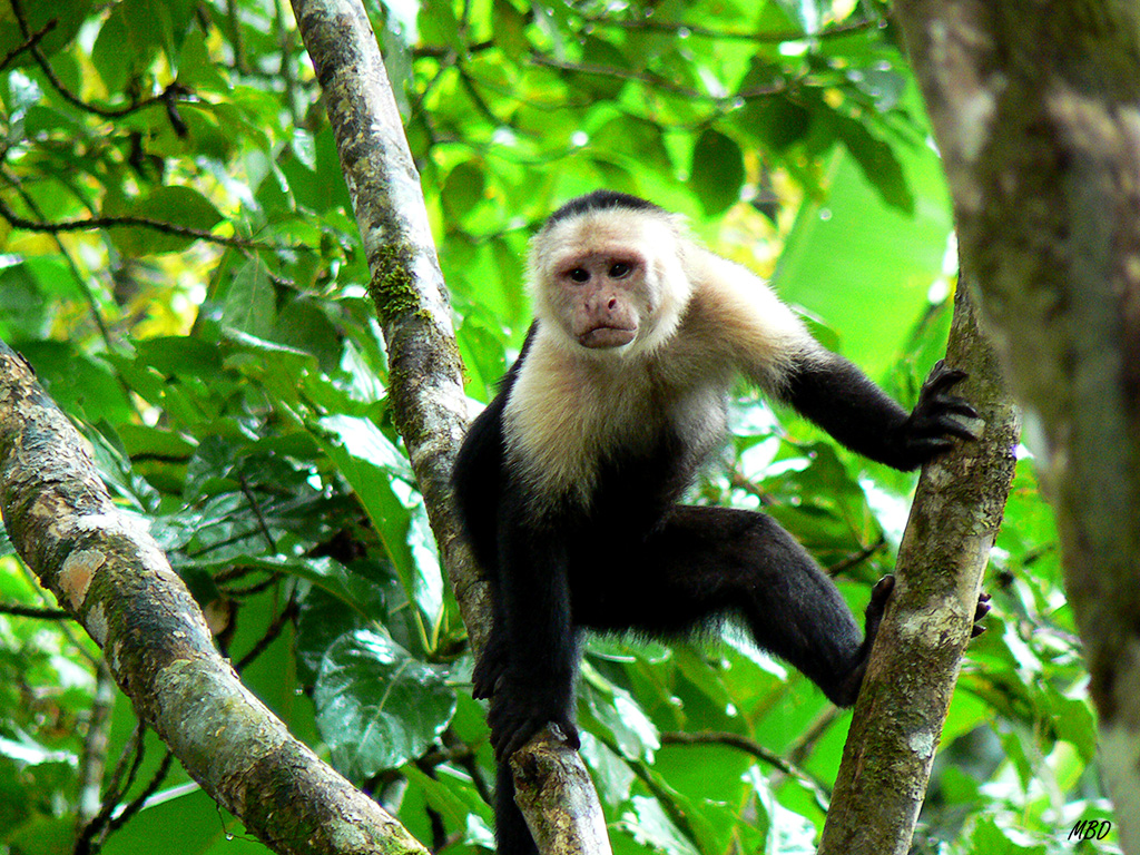 Nada tímidos, se mantenían cerca.