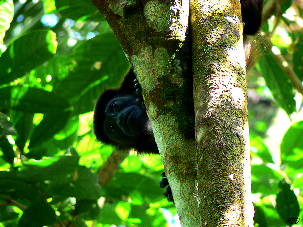 Este jovencito se mostró curioso.