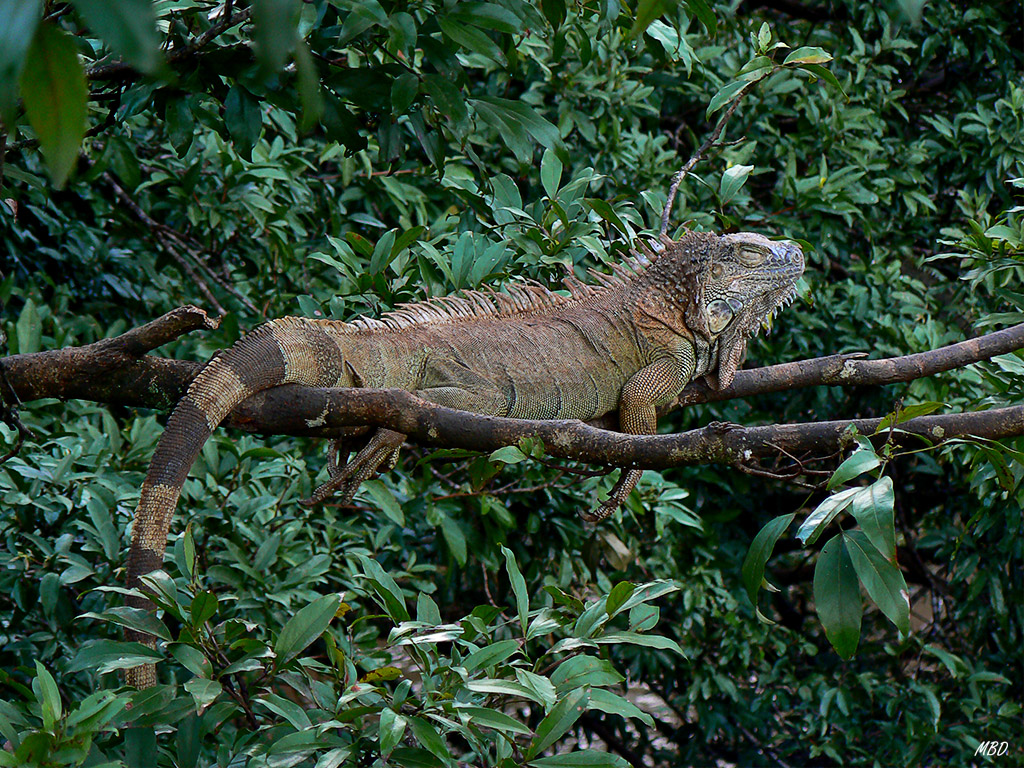 Subían a los árboles y se soleaban.