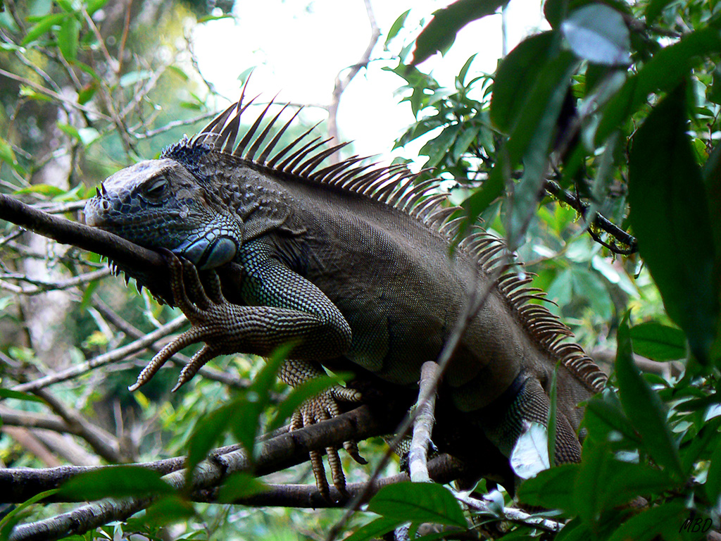 Reunión en las ramas.