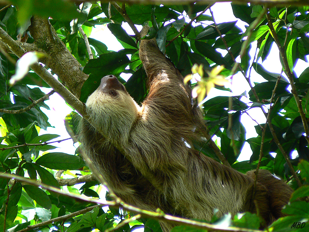 Tranquilo, se dejó fotografiar. Se mueven también ágilmente cuando quieren.