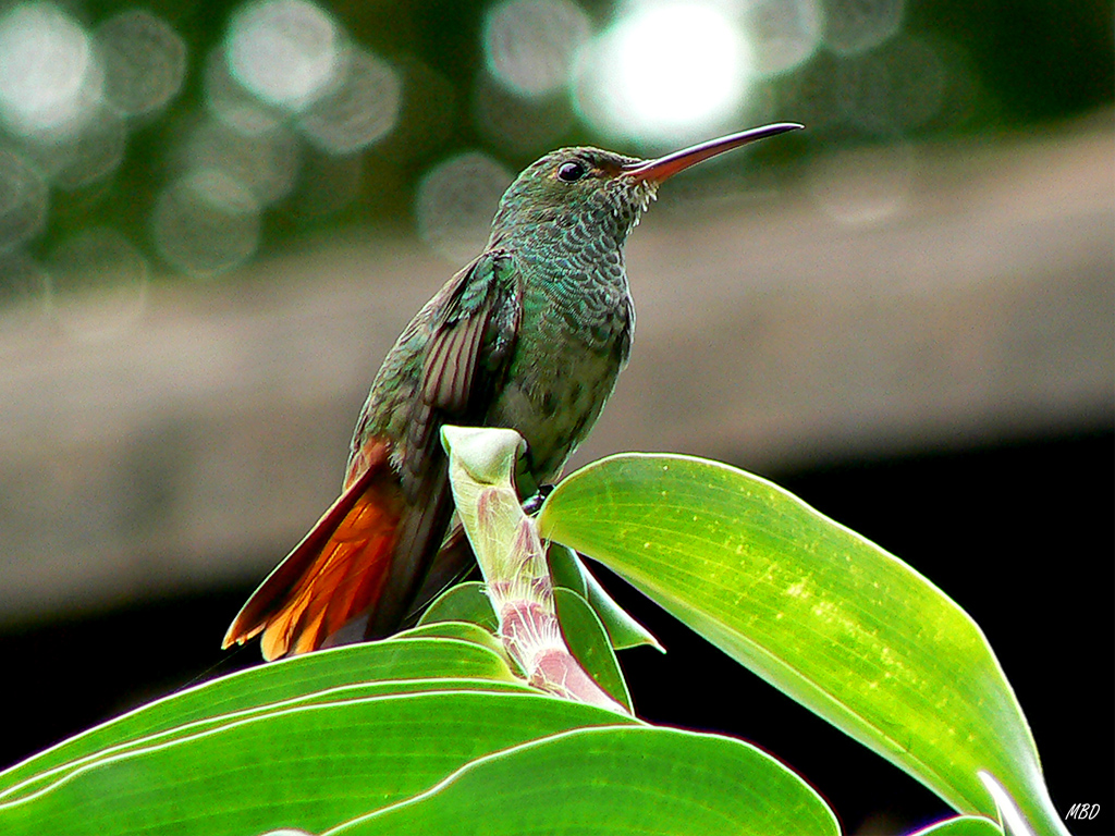 Un auténtico símbolo del país.