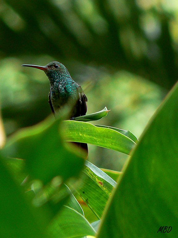 Persiguiéndolos en sus vuelos buscando las flores.