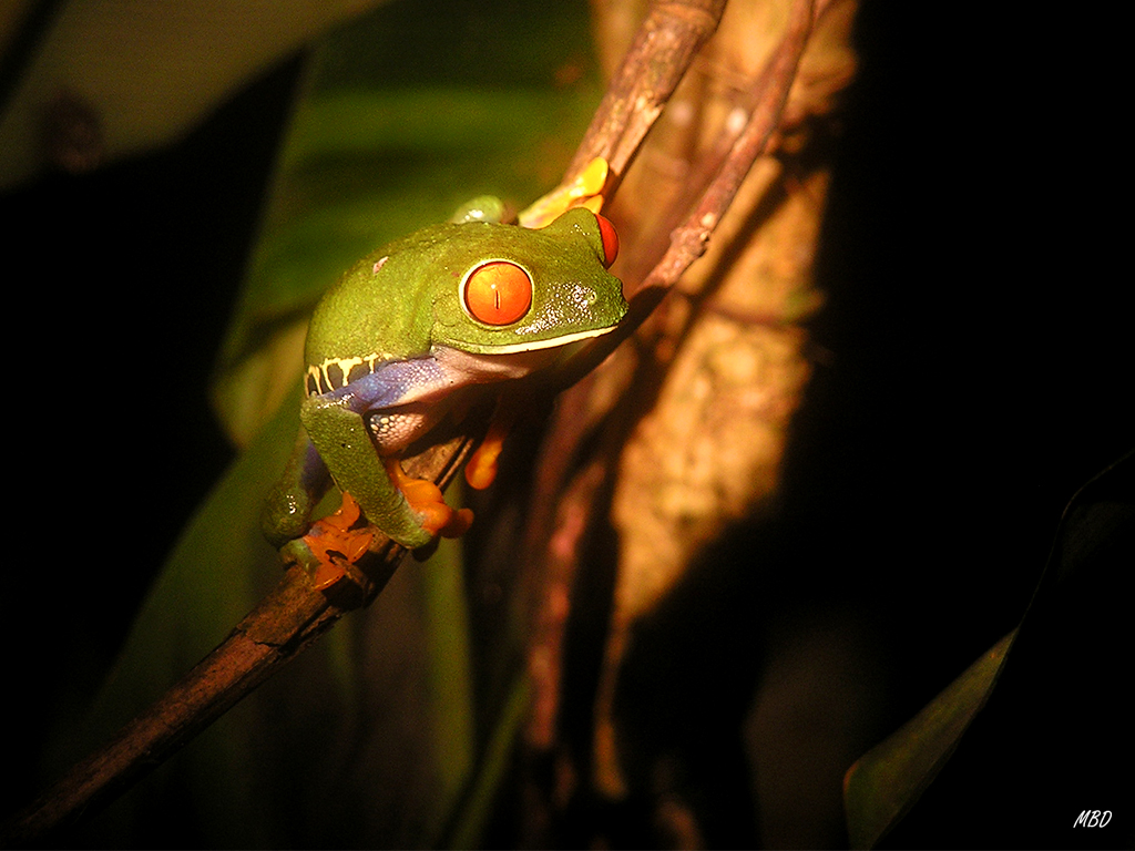 Un espectáculo esos ojos.