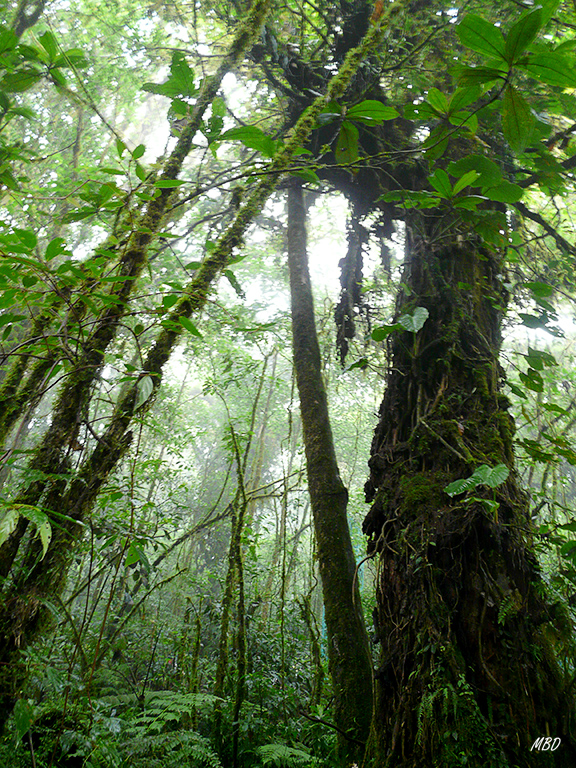 Espectacular este bosque húmedo.