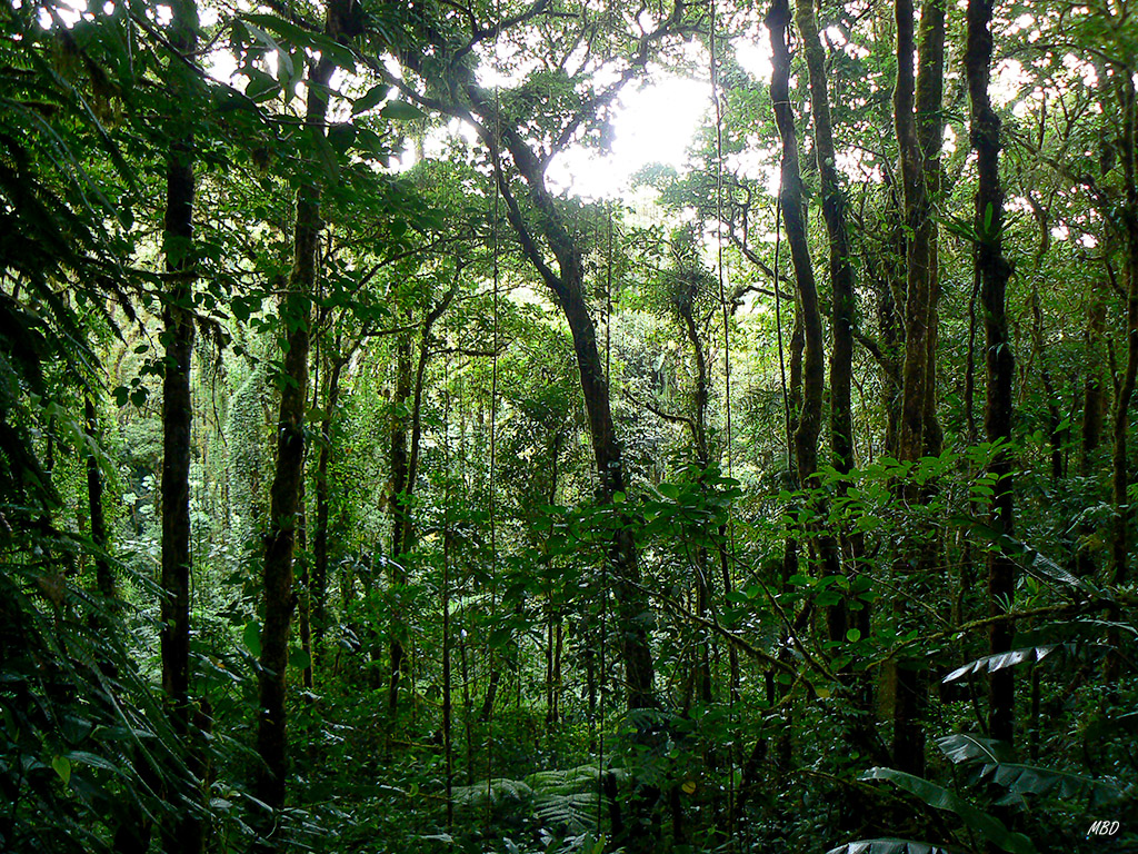 La luz penetra hasta el suelo del bosque.