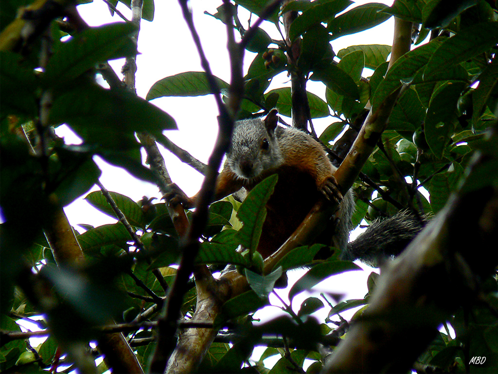 Me miró con curiosidad antes de evaporarse...