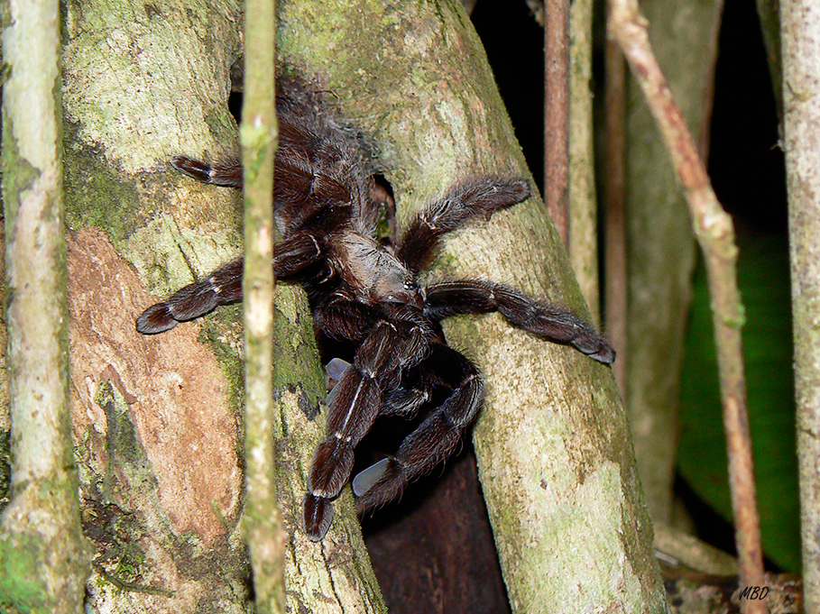 De noche. Caminamos en silencio a ver el deshove de las tortugas. La encontramos al borde del sendero.