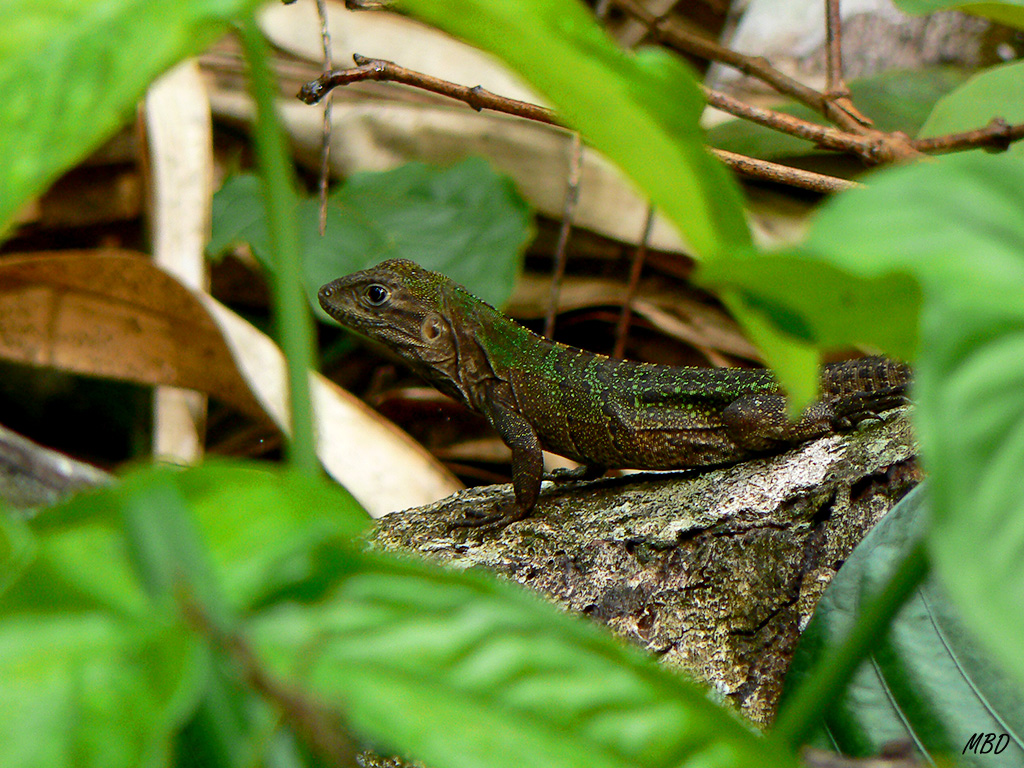 Una sorpresa encontrarlos semicamuflados.