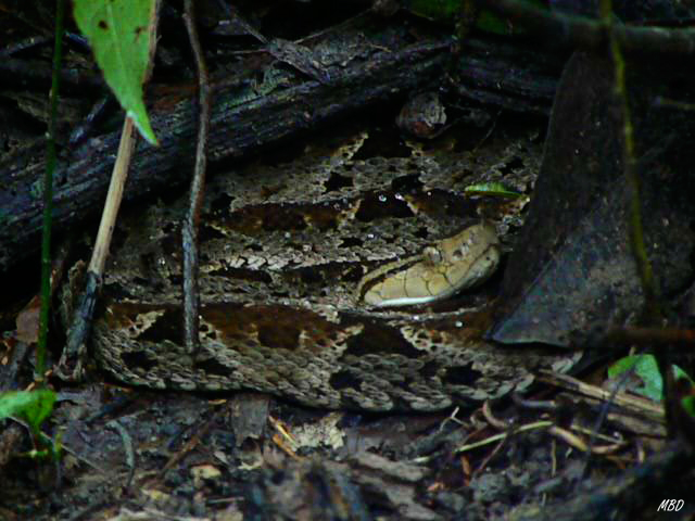 La toma es distante, no convenía el riesgo.