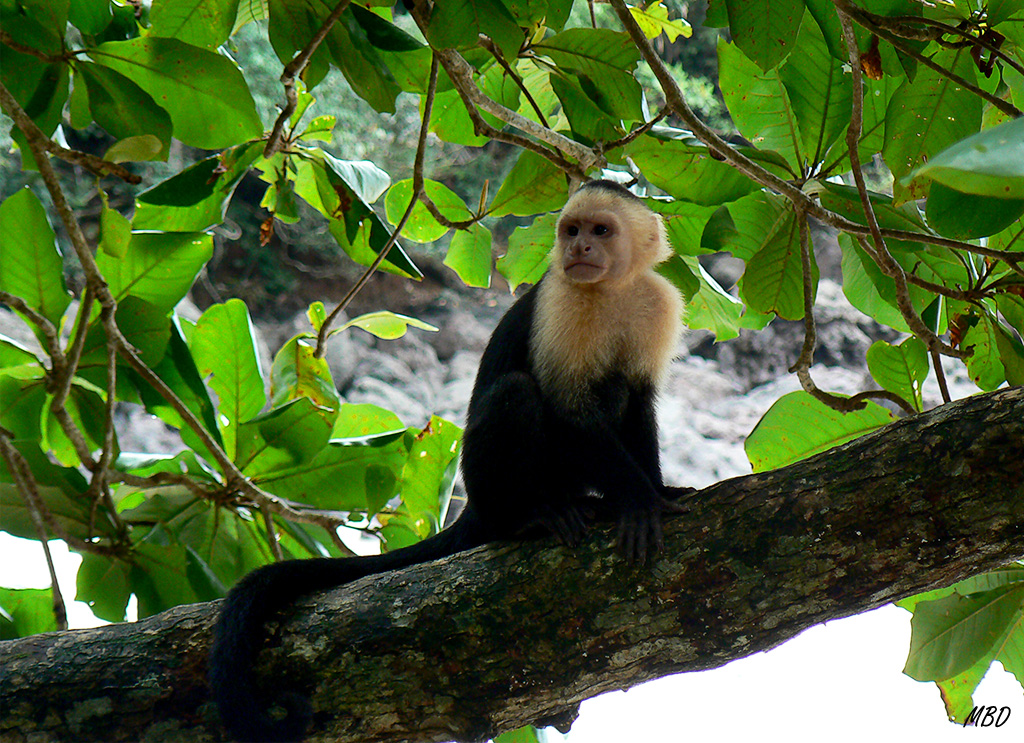 Si te descuidabas te robaban el bolso