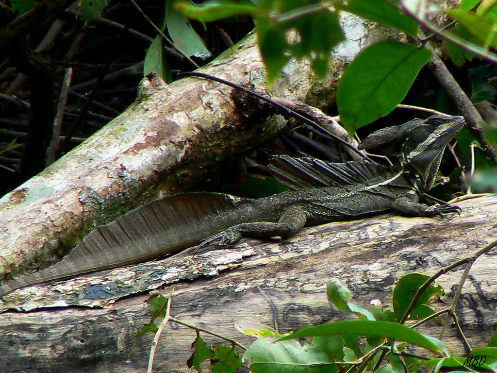 Espectaculares esas crestas.