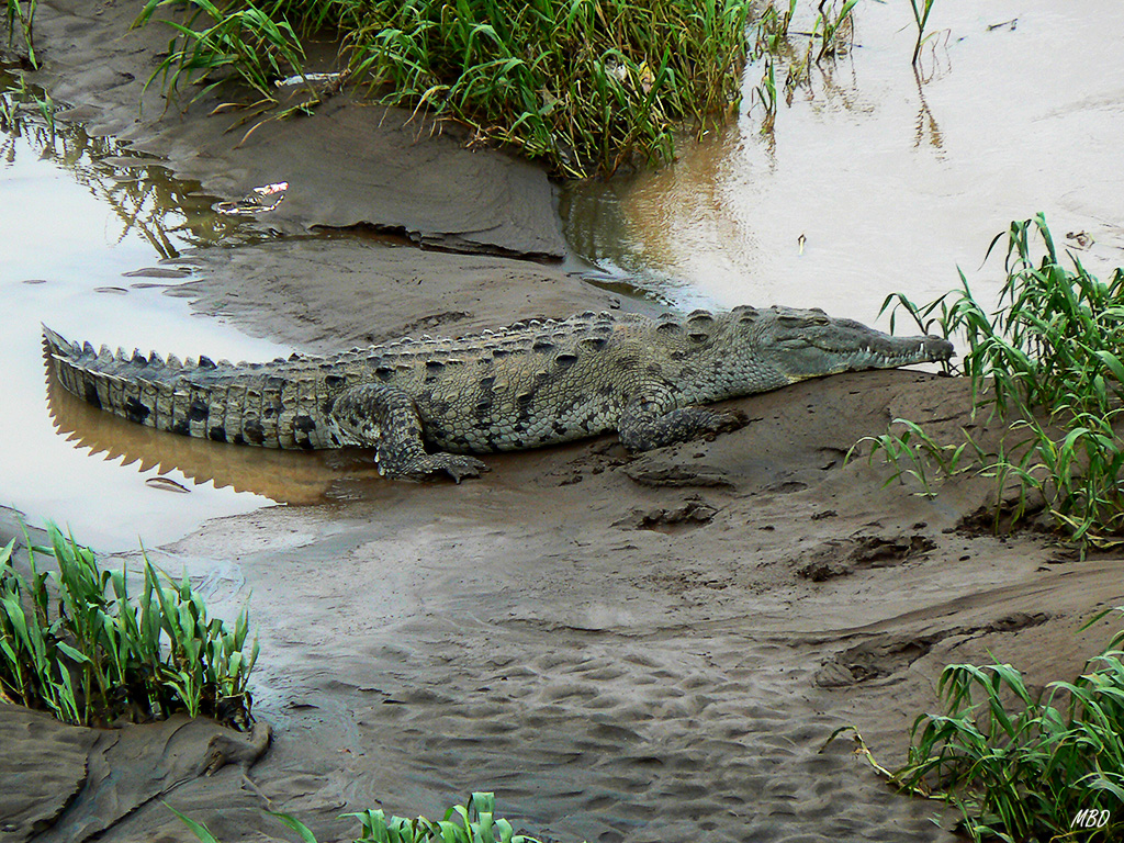 Enormes los cocodrilos en este río.