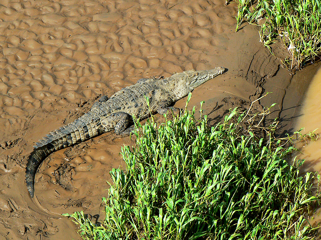 Desde el puente (cualquiera baja)...