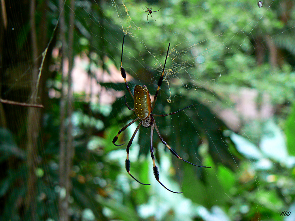 El diminuto macho se ve arriba. La tela es enorme y fuerte.