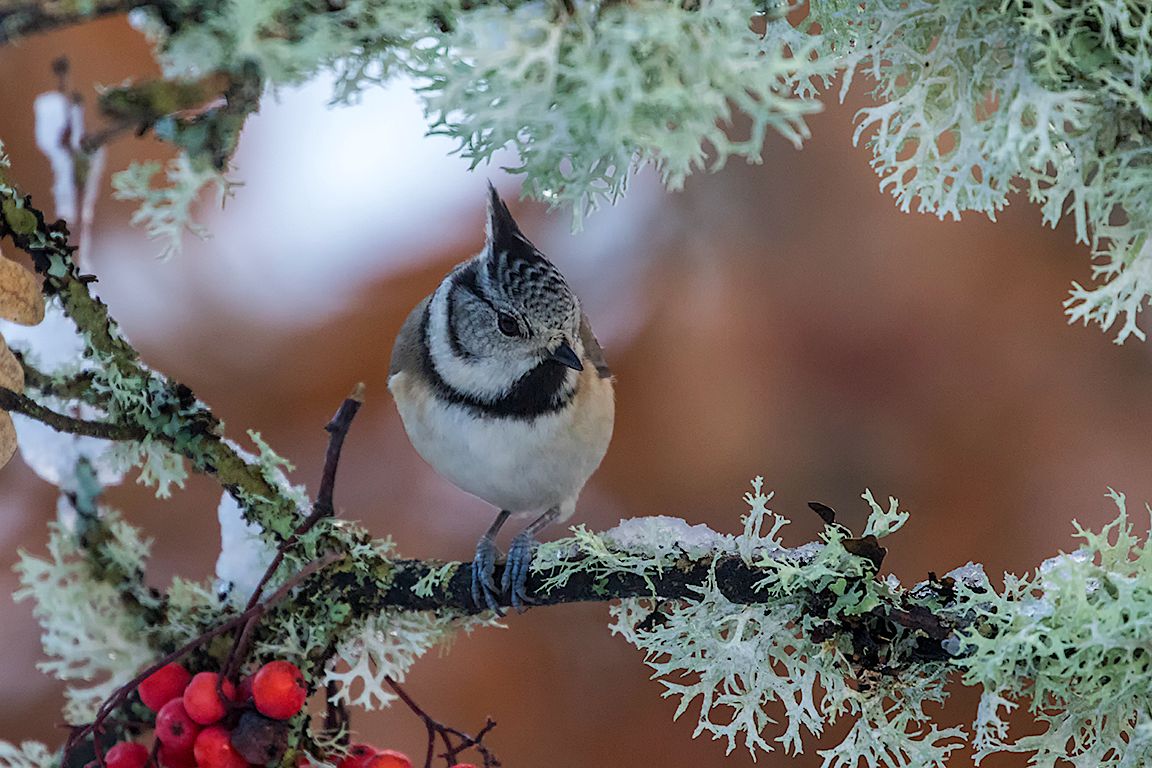 Herrerillo capuchino