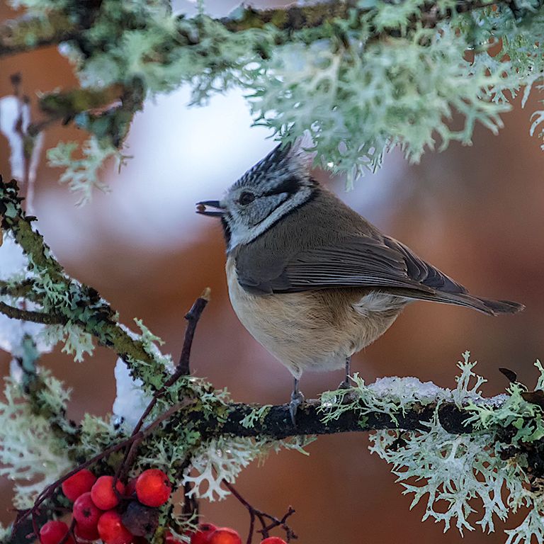 Herrerillo capuchino