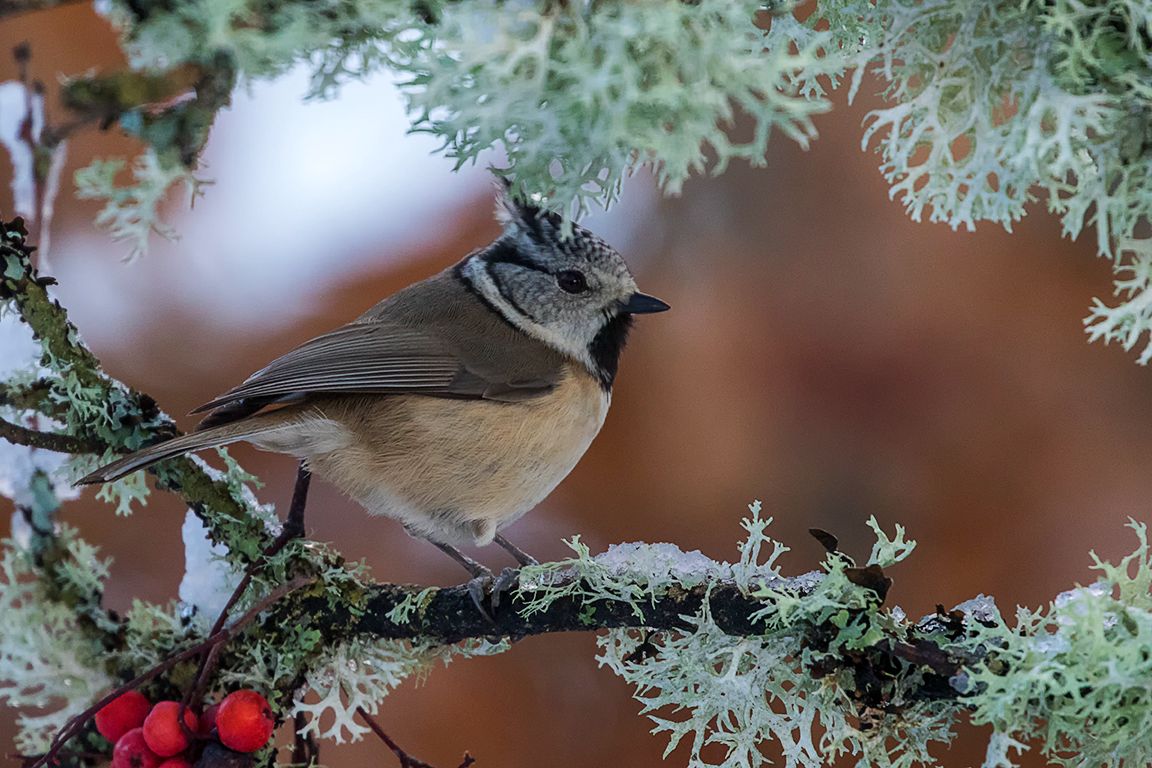Herrerillo capuchino
