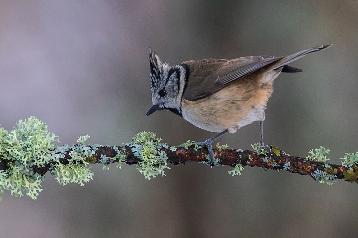 Herrerillo capuchino