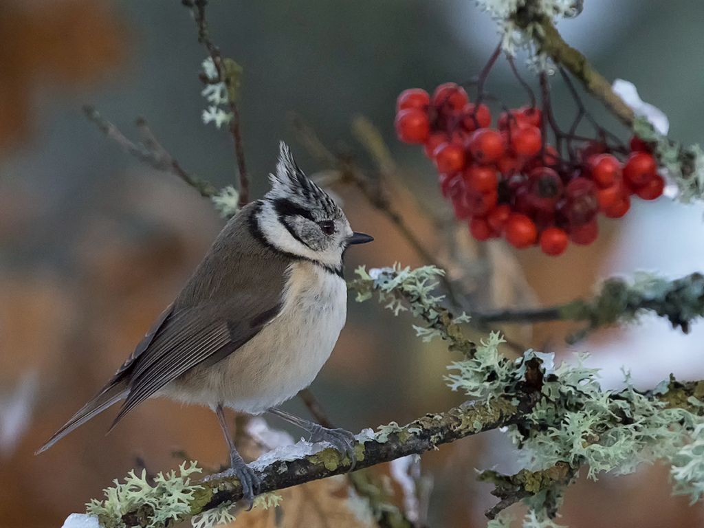 Herrerillo capuchino