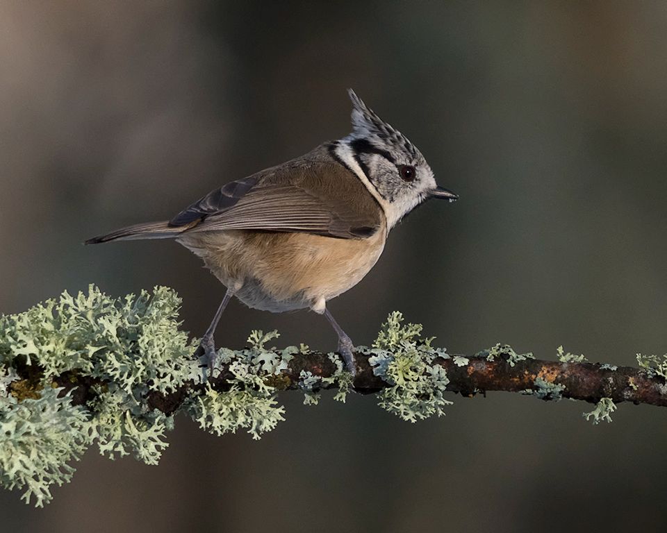 Herrerillo capuchino