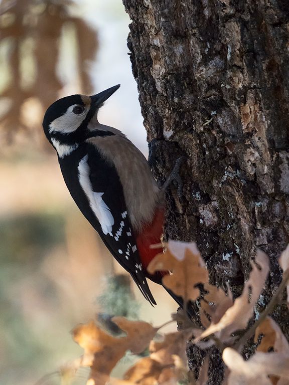 Pico picapinos hembra