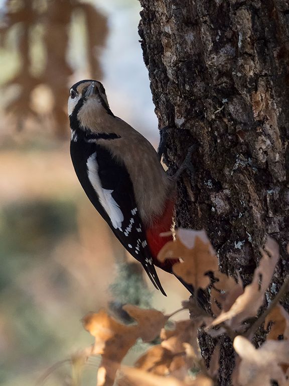 Pico picapinos hembra