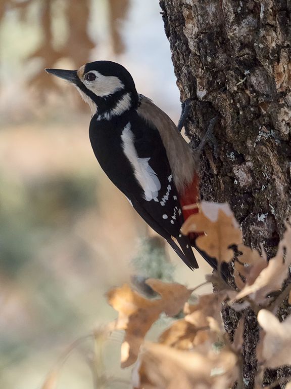 Pico picapinos hembra