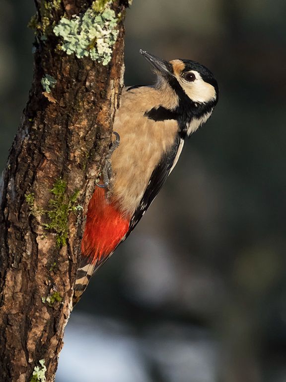 Pico picapinos hembra