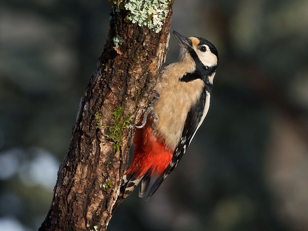 Pico picapinos hembra