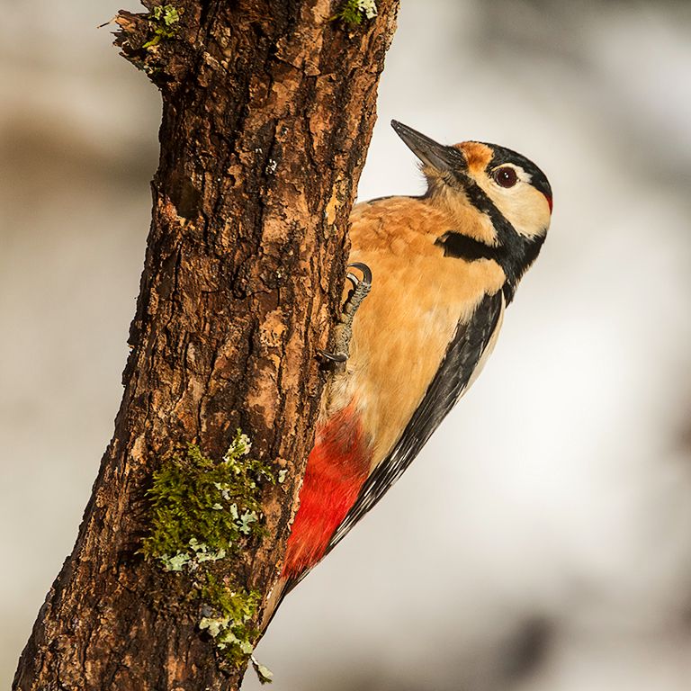Pico picapinos macho