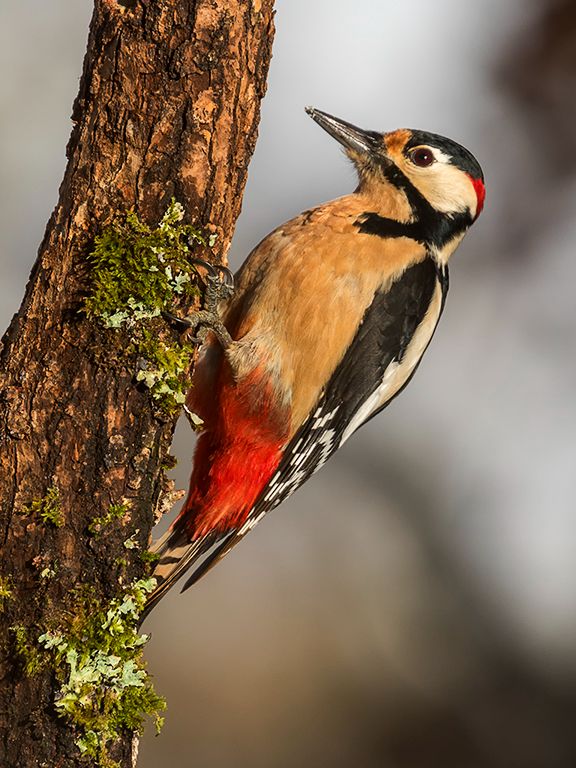 Pico picapinos macho