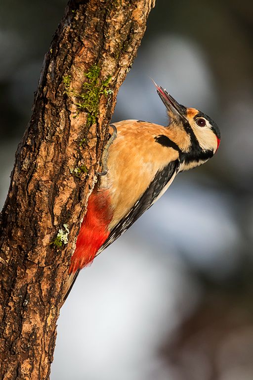 Pico picapinos macho