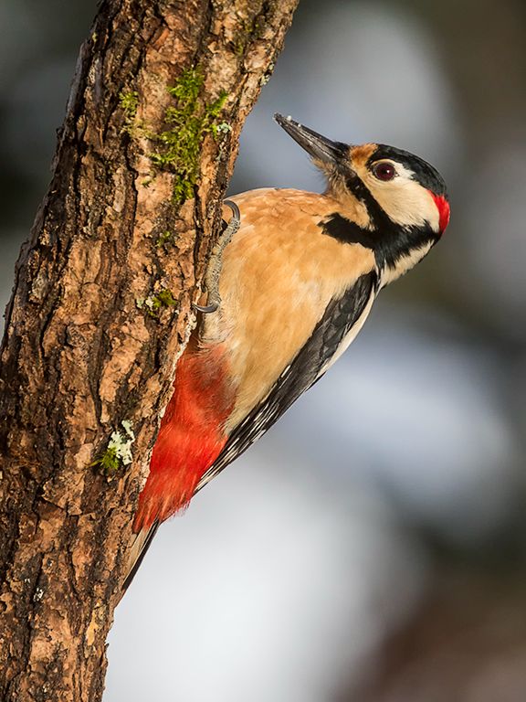 Pico picapinos macho