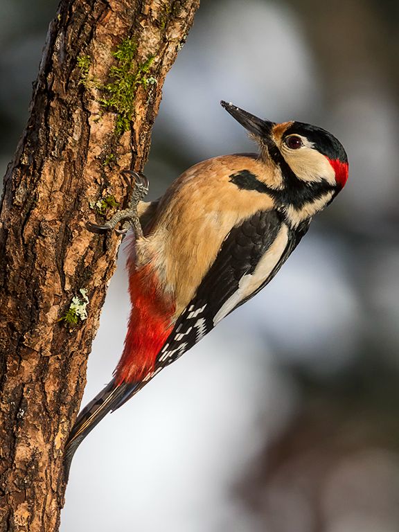 Pico picapinos macho