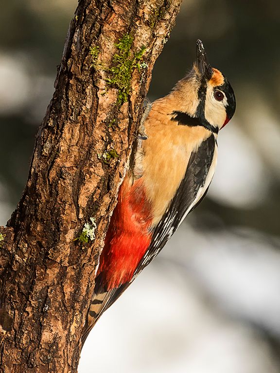 Pico picapinos macho