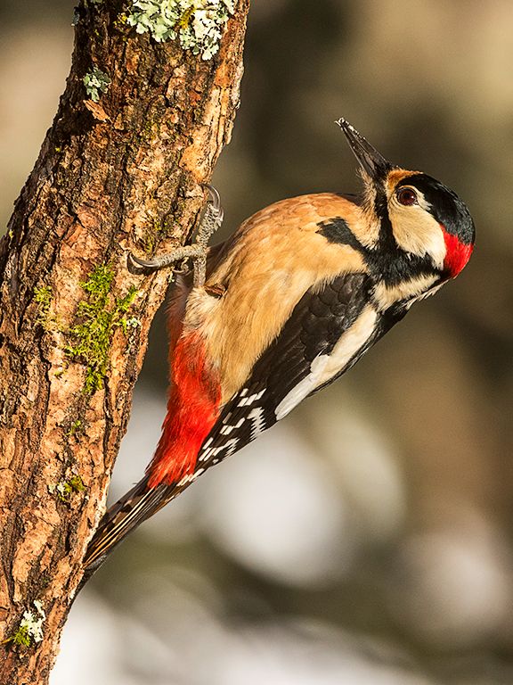Pico picapinos macho