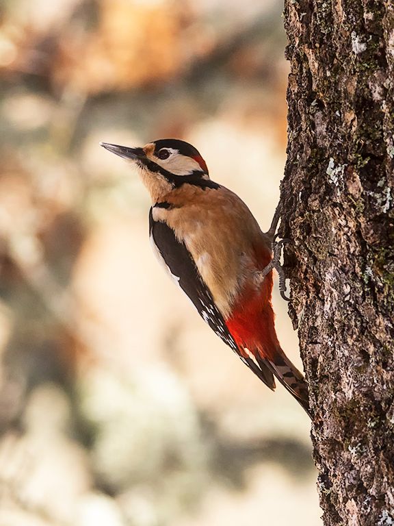Pico picapinos macho