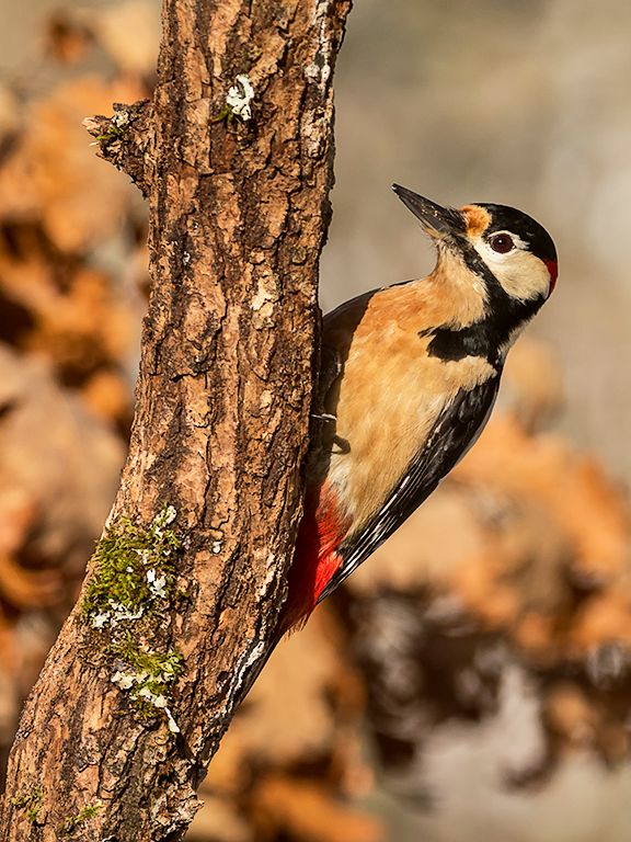Pico picapinos macho