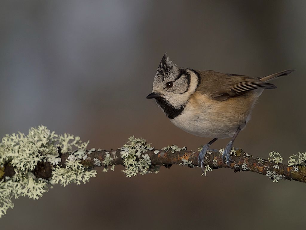 Herrerillo capuchino