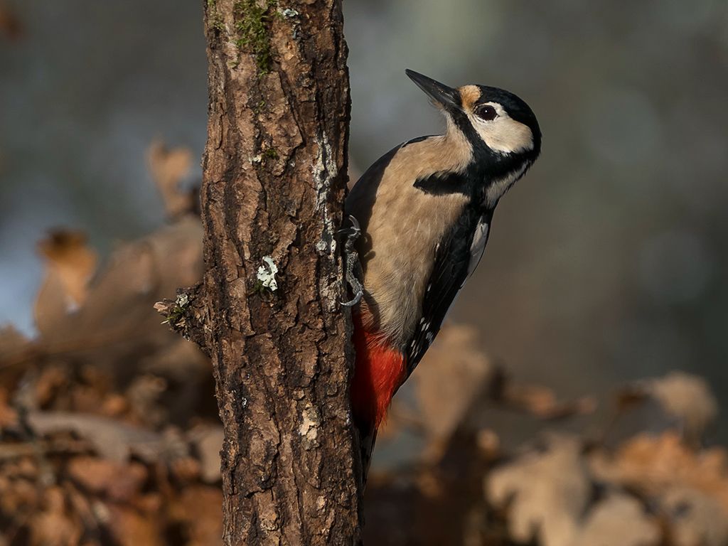 Pico picapinos hembra
