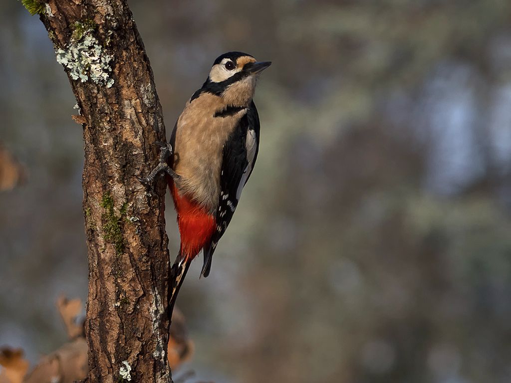 Pico picapinos hembra