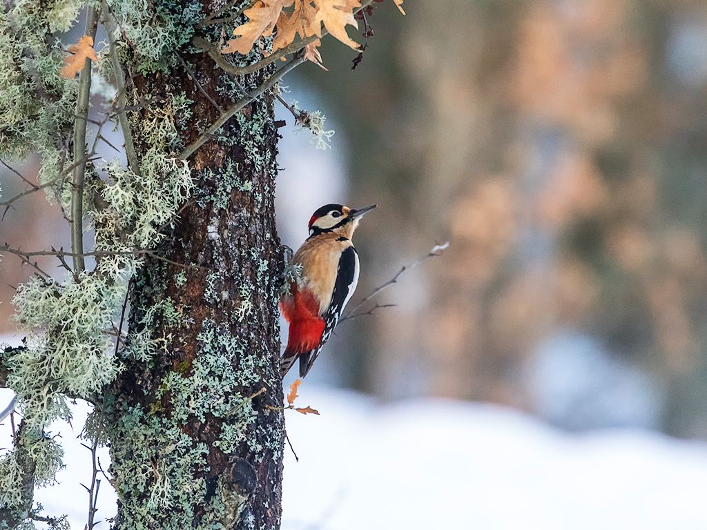 Pico picapinos macho