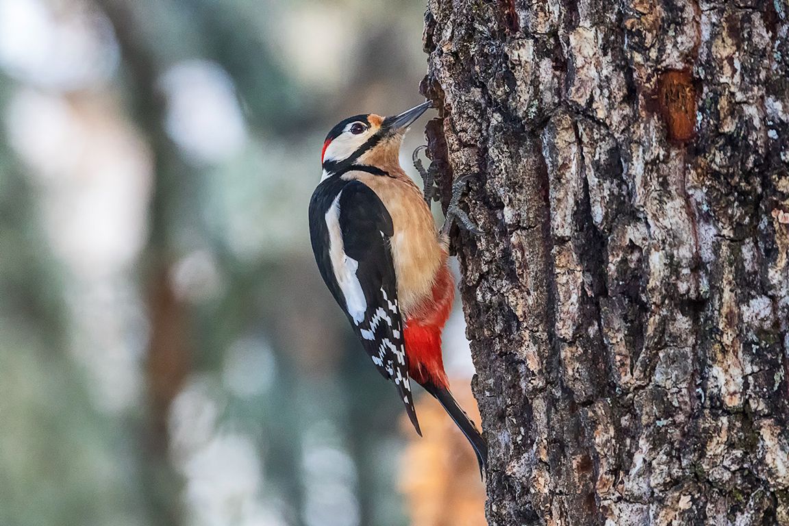 Pico picapinos macho