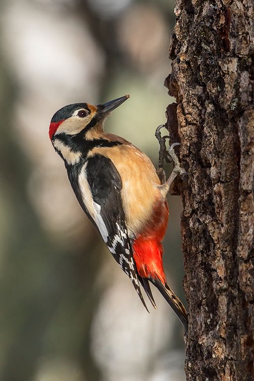 Pico picapinos macho