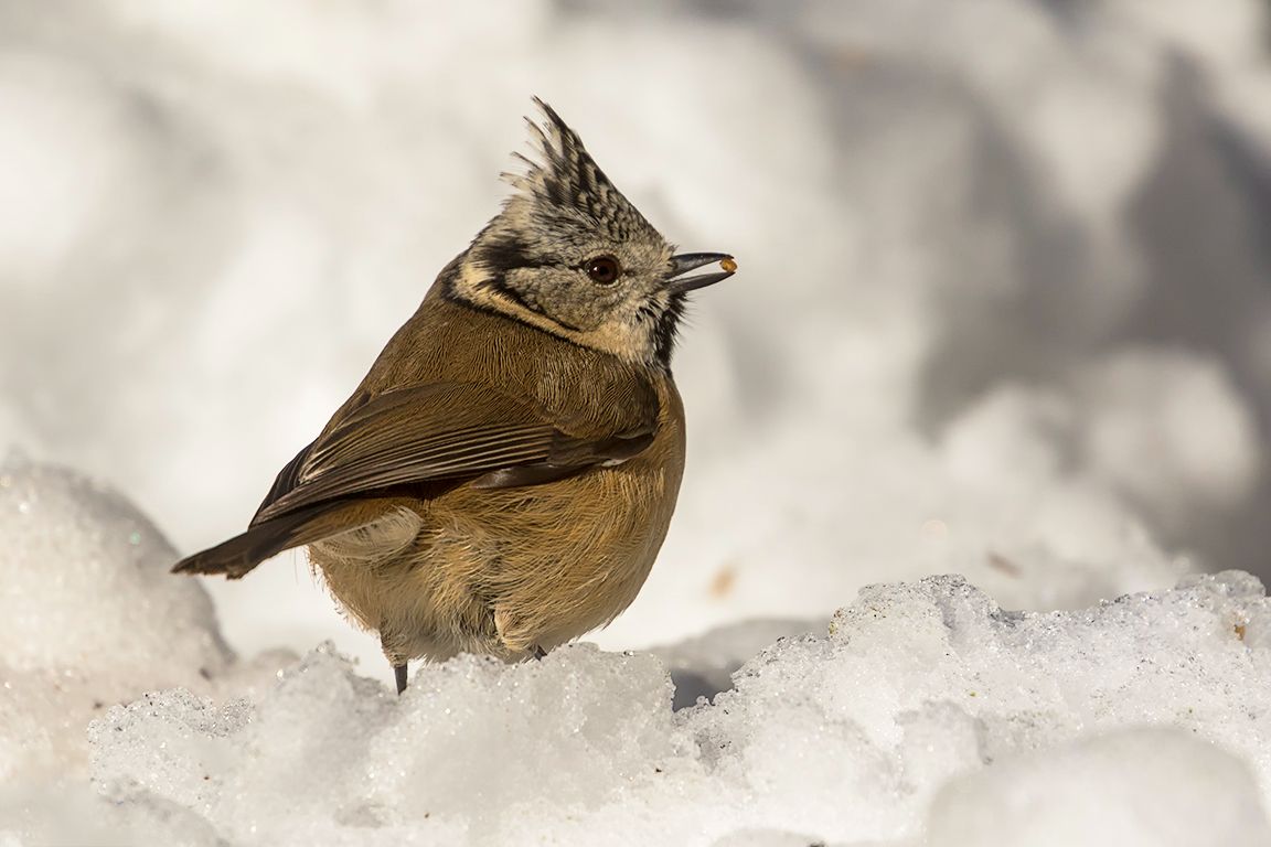 Herrerillo capuchino